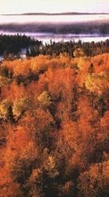 Trees,Autumn,Landscape till Samsung Wave