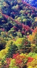 Trees,Autumn,Landscape till Samsung Wave