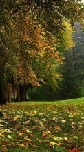 Trees,Autumn,Landscape till LG G4s