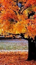 Trees,Autumn,Landscape till HTC Desire 820G+