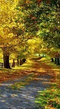 Trees,Autumn,Landscape till OnePlus 8 Pro