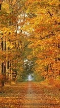 Trees,Autumn,Landscape till Samsung Galaxy S Advance