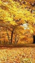 Ladda ner Trees,Autumn,Landscape bilden till mobilen.