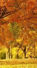 Ladda ner Trees,Autumn,Landscape bilden till mobilen.