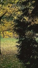 Landscape, Trees, Autumn till Samsung Galaxy Core
