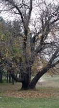 Ladda ner Landscape, Trees, Autumn bilden 1024x600 till mobilen.