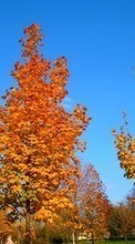 Ladda ner Landscape, Trees, Autumn bilden 1024x600 till mobilen.