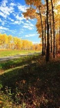 Landscape, Trees, Autumn till LG GS190