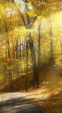Ladda ner Landscape, Trees, Autumn, Sun bilden 320x480 till mobilen.