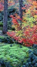 Ladda ner Landscape, Trees, Autumn bilden 480x800 till mobilen.