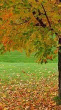Ladda ner Landscape, Trees, Autumn bilden 800x480 till mobilen.