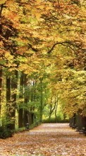 Ladda ner Trees,Autumn,Landscape,Nature bilden till mobilen.