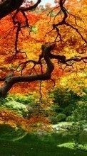 Ladda ner Plants, Landscape, Trees, Autumn bilden 800x480 till mobilen.