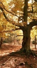 Plants, Landscape, Trees, Autumn till Nokia Asha 210