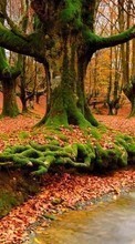 Trees,Autumn,Landscape,Rivers till Sony Ericsson Xperia ray