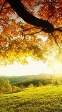Ladda ner Landscape, Trees, Autumn, Sun bilden 240x320 till mobilen.