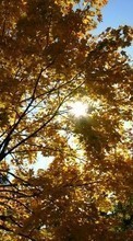 Ladda ner Landscape, Trees, Autumn, Sun bilden 320x240 till mobilen.