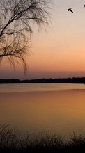 Ladda ner Landscape, Trees, Sunset, Sun, Lakes bilden 320x480 till mobilen.
