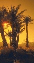 Ladda ner Landscape, Trees, Sunset, Sun, Palms bilden till mobilen.
