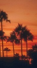 Ladda ner Trees, Palms, Landscape, Sunset bilden 1024x768 till mobilen.