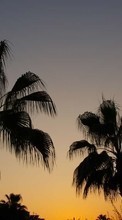 Ladda ner Landscape, Trees, Sunset, Palms bilden 1024x600 till mobilen.