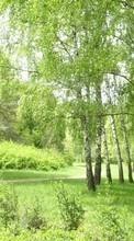 Ladda ner Landscape, Trees bilden 320x240 till mobilen.
