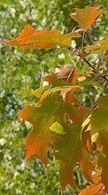 Ladda ner Landscape, Trees, Autumn, Leaves bilden 320x480 till mobilen.