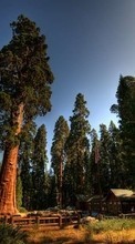 Ladda ner Landscape, Trees bilden 320x480 till mobilen.