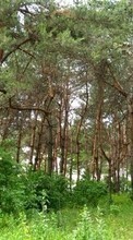 Ladda ner Landscape, Trees bilden 360x640 till mobilen.