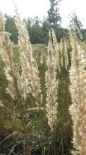 Trees, Landscape, Fields, Grass till Samsung Galaxy Note N8000