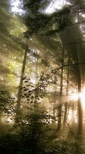 Trees,Landscape,Nature till Samsung Galaxy A20