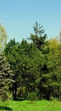 Ladda ner Plants, Landscape, Trees bilden 240x320 till mobilen.
