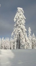 Ladda ner Trees, Landscape, Snow bilden till mobilen.