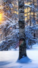 Ladda ner Trees, Landscape, Snow, Sun, Winter bilden till mobilen.