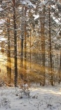 Ladda ner Trees, Landscape, Snow, Sun, Winter bilden till mobilen.