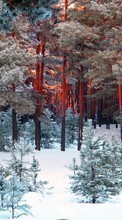 Ladda ner Trees, Landscape, Snow, Pine bilden till mobilen.