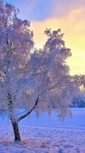 Ladda ner Trees, Landscape, Snow, Sunset, Winter bilden till mobilen.