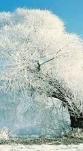 Ladda ner Trees, Landscape, Snow, Winter bilden 1024x768 till mobilen.