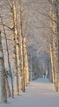 Ladda ner Landscape, Winter, Trees, Snow bilden till mobilen.