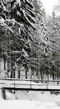 Ladda ner Landscape, Winter, Trees, Snow bilden 240x320 till mobilen.