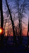 Ladda ner Landscape, Trees, Sunset, Sun bilden 320x240 till mobilen.