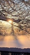 Trees,Landscape,Sun,Winter till Motorola Charm