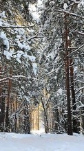 Trees,Landscape,Winter