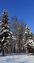 Trees,Landscape,Winter till Sony Xperia C