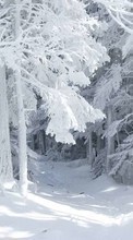 Trees,Landscape,Winter