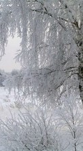 Ladda ner Landscape, Winter, Trees bilden 1024x600 till mobilen.