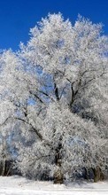 Ladda ner Plants, Winter, Trees, Snow bilden 1280x800 till mobilen.