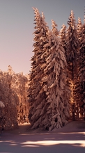 Ladda ner Trees, Snow, Winter, Nature bilden till mobilen.