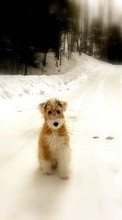 Animals, Winter, Dogs, Roads till Motorola Moto G Gen.3