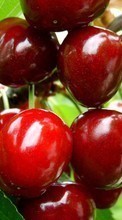 Ladda ner Fruits, Sweet cherry, Food, Berries bilden 1080x1920 till mobilen.